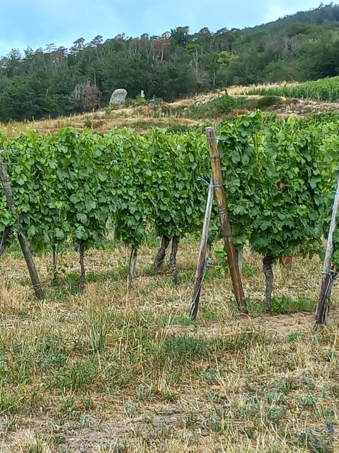 Gite Au Nid De Cigognes Villa Dieffenthal Dış mekan fotoğraf